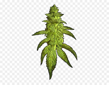 Cannabis, Tobacco Pipe, Cannabis Sativa, Leaf, Plant PNG