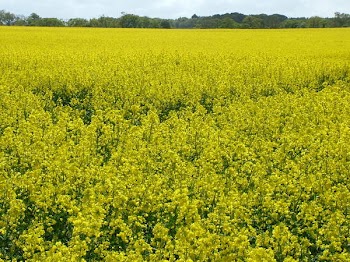 Canola_fields.JPG