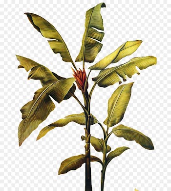 Canvas print Painting Wall decal Mural - Banana leaves 