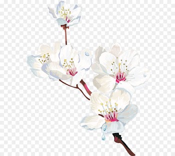 Cape jasmine Flower Plant - White Pear 