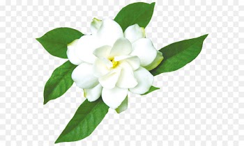 Cape jasmine Gardenia taitensis - Jasmine White 