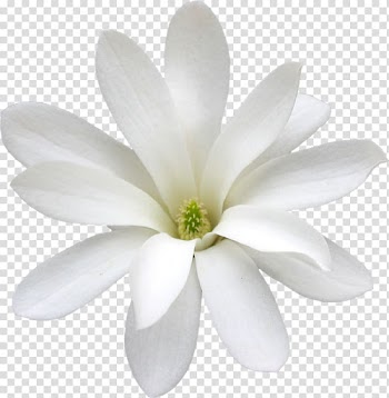 Cape jasmine White Arabian jasmine Flower Petal, flower transparent background PNG clipart