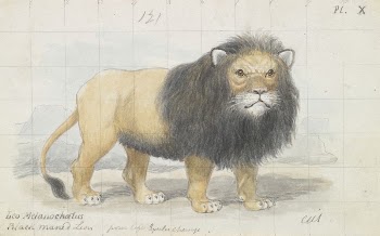 Cape Lion by Charles Hamilton | Free Photo - rawpixel
