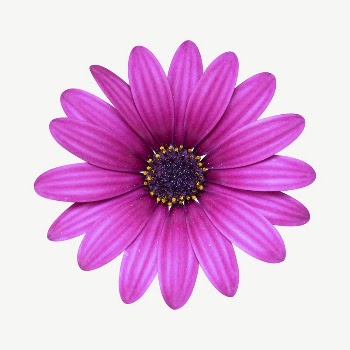 Cape marguerite flower collage element | Free PSD - rawpixel