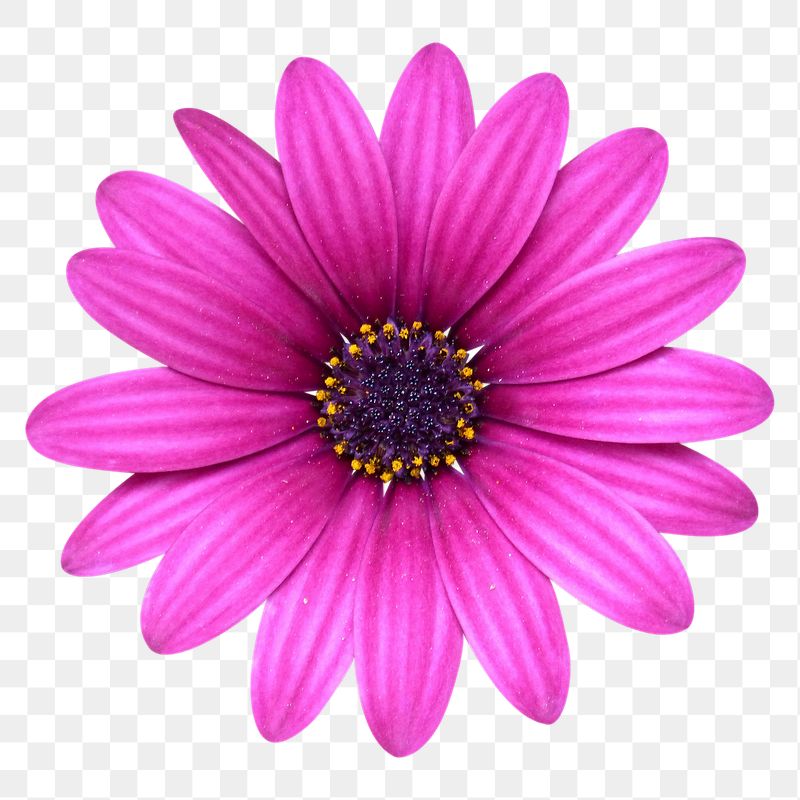 Cape marguerite flower png sticker, | Free PNG - rawpixel