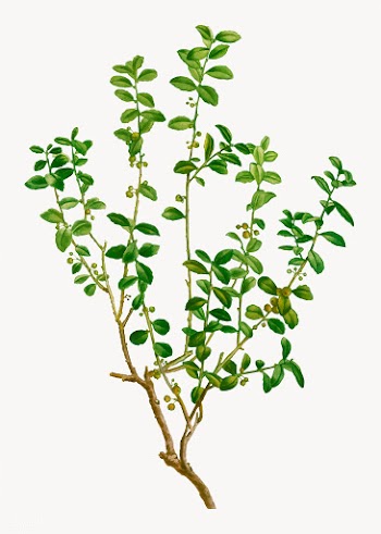 Cape myrtle plant | Free stock vector - 568271