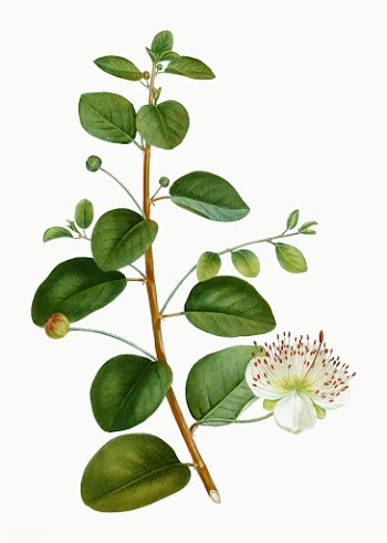 Capers on a branch | Free stock vector - 567717
