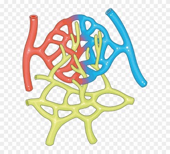 Capillaries - Servier Art Medical Capillaries