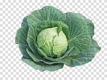 Capitata Group Savoy cabbage Broccoli Kohlrabi Vegetable, broccoli transparent background PNG clipart