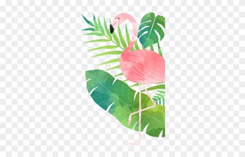 Capitão Zeferino - Tropical Flamingo