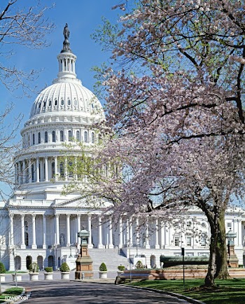 Capitol Hill in spring. Original image from C.. | Free public domain photo - 433862