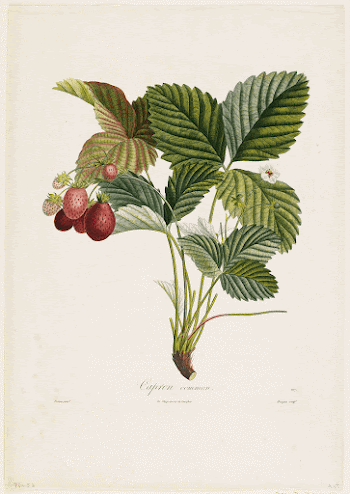 Capron commun. (Strawberries), from Traite | Free Photo - rawpixel