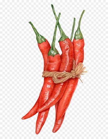 Capsicum annuum Watercolor painting Chili pepper Drawing Illustration - Hand-painted red pepper 