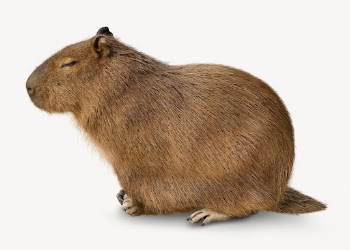 Capybara isolated on white, real | Free PSD - rawpixel
