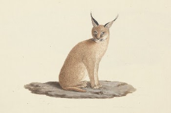 Caracal caracal (desert lynx) by Luigi | Free Photo - rawpixel