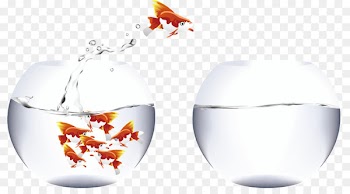 Carassius auratus Aquarium Fish Clip art - Aquarium and Fish 