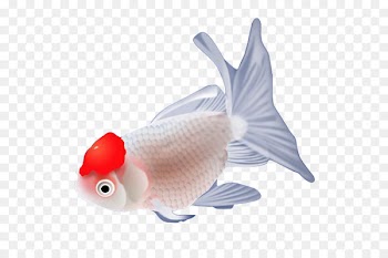Carassius auratus Download - Free goldfish 