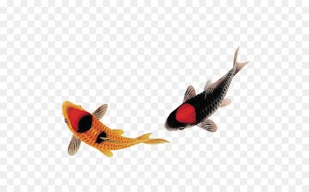 Carassius auratus Fish - Gold fish black fish 