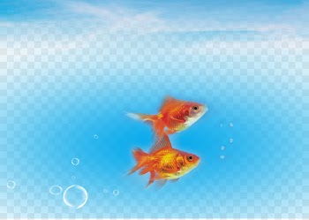 Carassius auratus Fish Sea Water - Fish in the sea 