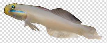 Carassius auratus Fish Sea, White fish transparent background PNG clipart