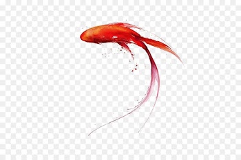 Carassius auratus Ink wash painting - fish 