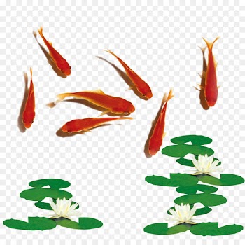 Carassius auratus Iran Fish Haft-Seen Nowruz - Red goldfish lotus lotus 