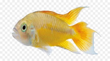 Carassius auratus Marine biology Tropical fish - Gold fish 