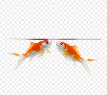 Carassius auratus Stock photography Fish Illustration - A bunch of water kissing fish 