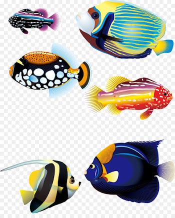 Carassius auratus Tropical fish Animal - Several colorful marine fish 