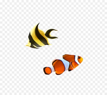 Carassius auratus Tropical fish - Tropical Fish 