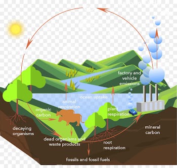 Carbon cycle Carbon dioxide Process - others 