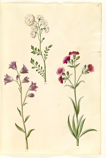 Cardamine pratensis (cress);Campanula rotundifolia (?) | Free Photo - rawpixel