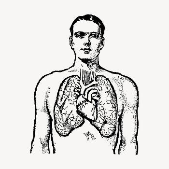 Cardiac anatomy drawing, vintage illustration | Free Vector - rawpixel