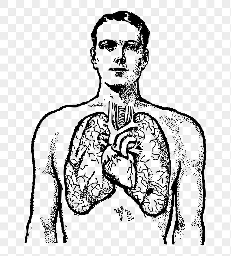 Cardiac anatomy png sticker, transparent | Free PNG - rawpixel