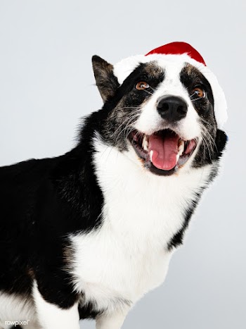 Cardigan Welsh Corgi with a Christmas hat | Free stock psd mockup - 542124