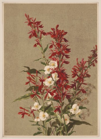 Cardinal Flowers (1886) by Fisher, | Free Photo - rawpixel