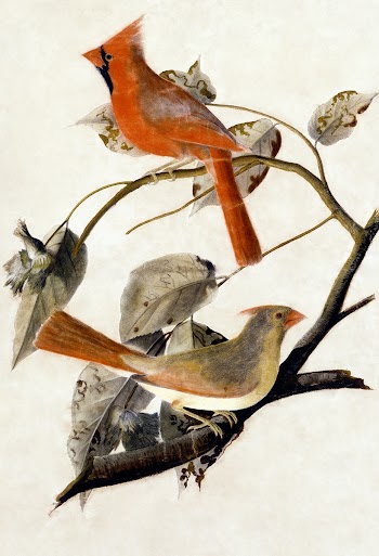 Cardinal Grosbeak (1811) painting in high… | Free public domain illustration