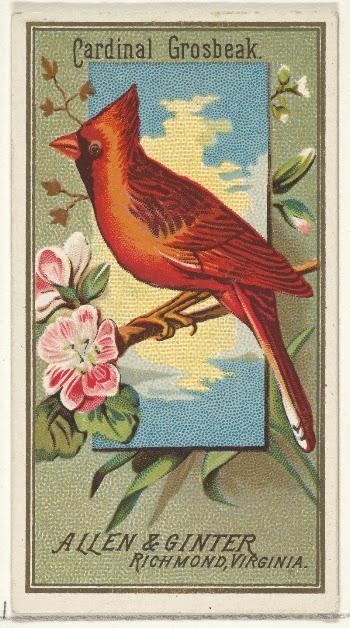 Cardinal Grosbeak, from the Birds | Free Photo - rawpixel