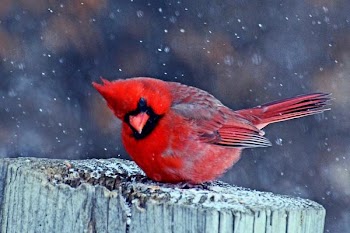 Cardinal in the Snow.jpg