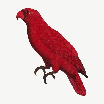 Cardinal Lory parrot bird, vintage | Free PSD Illustration - rawpixel