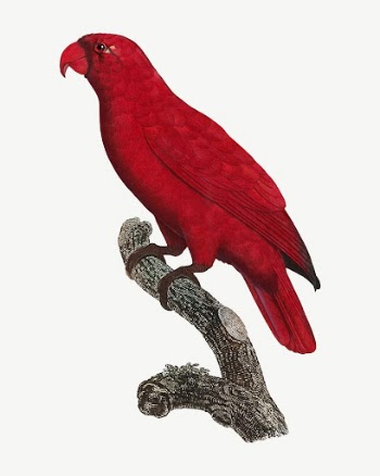 Cardinal Lory parrot bird, vintage | Free PSD Illustration - rawpixel
