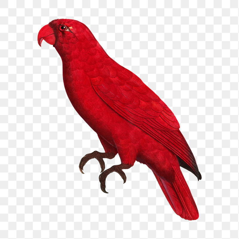 Cardinal Lory parrot png bird | Free PNG Illustration - rawpixel