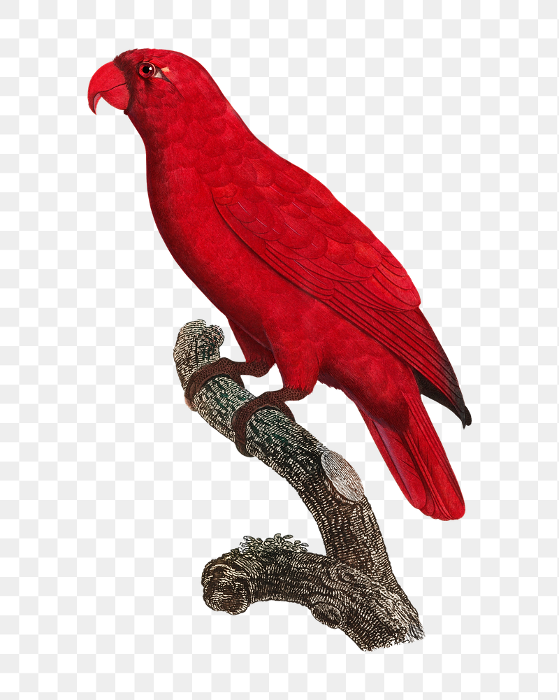 Cardinal Lory parrot png bird | Free PNG Illustration - rawpixel