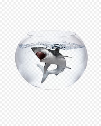 Caribbean reef shark Blacktip shark Goldfish Great white shark - Trapped in the aquarium of sharks 