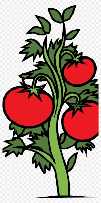 Cariboo Growers Co-op - Tomato Plant Clipart