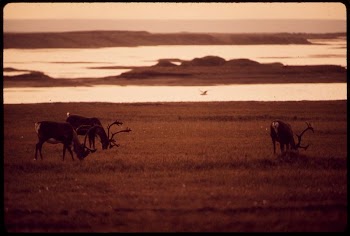 Caribou Graze near the Sagavanirktok | Free Photo - rawpixel