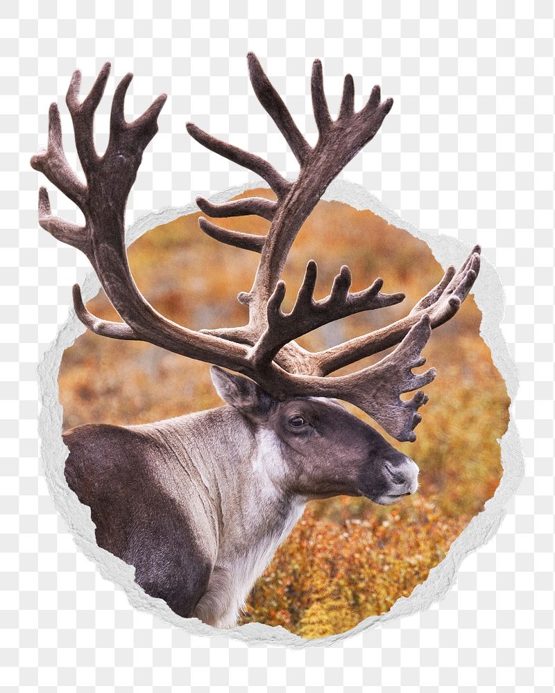 Caribou png sticker, wildlife photo | Free PNG - rawpixel