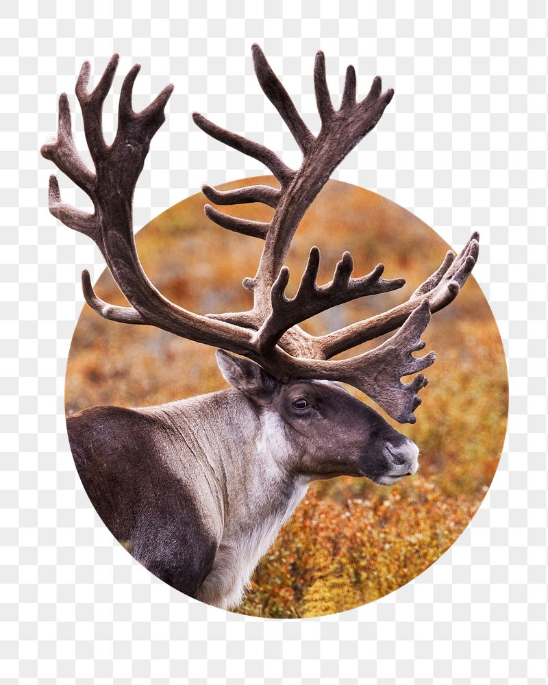 Caribou png sticker, wildlife photo | Free PNG - rawpixel