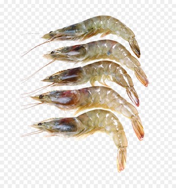 Caridea Giant freshwater prawn Shrimp Seafood - Fresh shrimp 