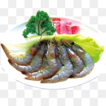 Caridea Prawn Shrimp Euclidean vector - Realism shrimp shrimp 